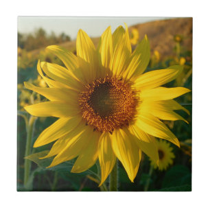 Sunflower Season Ceramic Tile