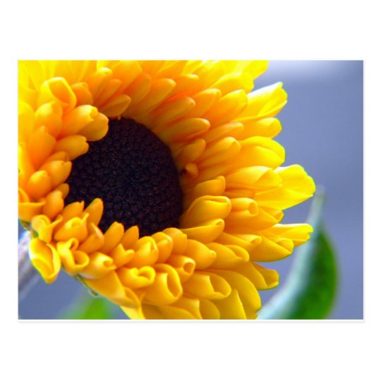 Sunflower Seasonal Inspirationals Postcard
