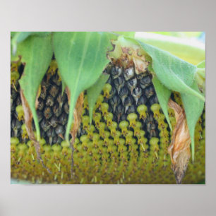 Sunflower Seeds On The Flower Up Close  Poster