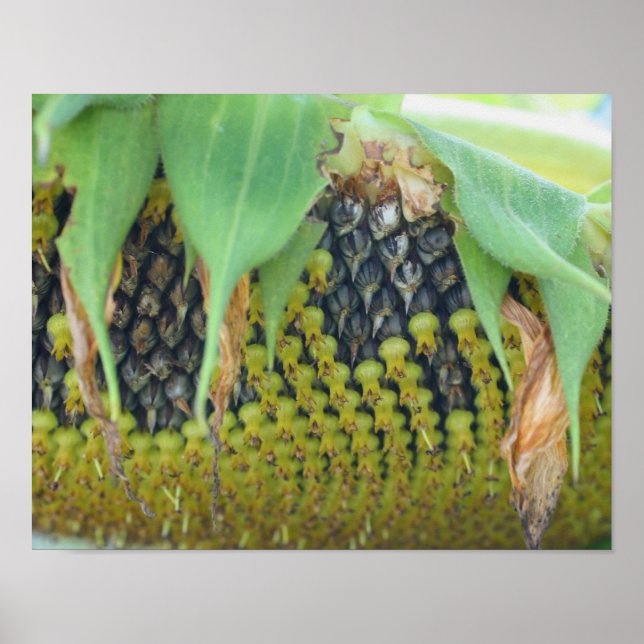 Sunflower Seeds On The Flower Up Close  Poster (Front)