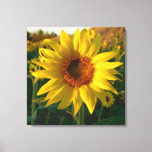 Sunflower Sensation Wrapped Canvas Print