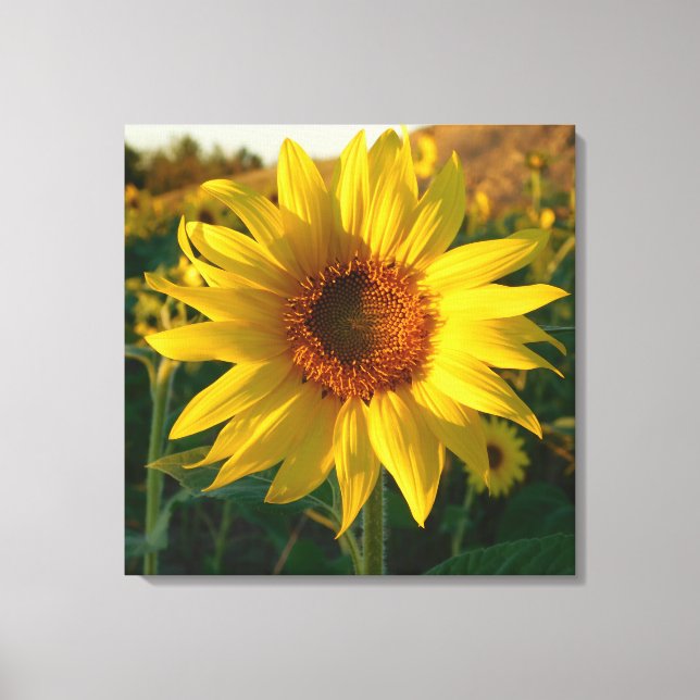 Sunflower Sensation Wrapped Canvas Print (Front)
