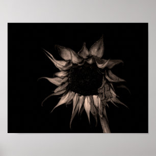 Sunflower - Sepia Fine Art Photograph Unique Cool Poster