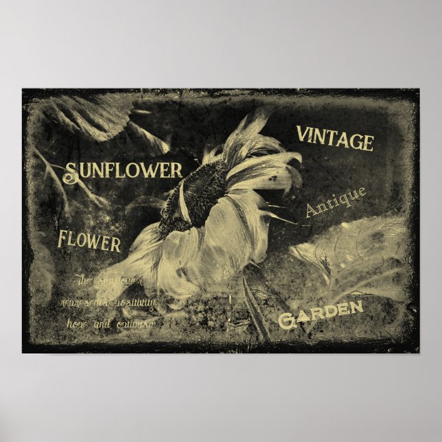 Sunflower Sepia Vintage Antique Ephemera Texture Poster (Front)