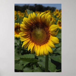Sunflower Series 09 Poster