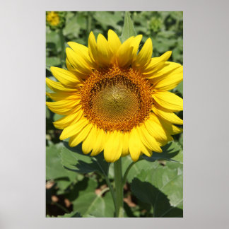 Sunflower series 09 poster