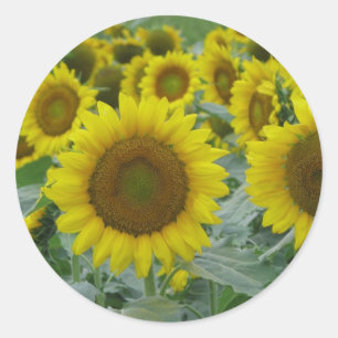 Sunflower series classic round sticker