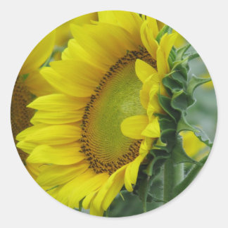 Sunflower series classic round sticker