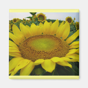 Sunflower Series Magnet