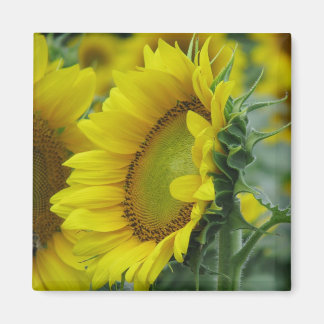 Sunflower Series Magnet