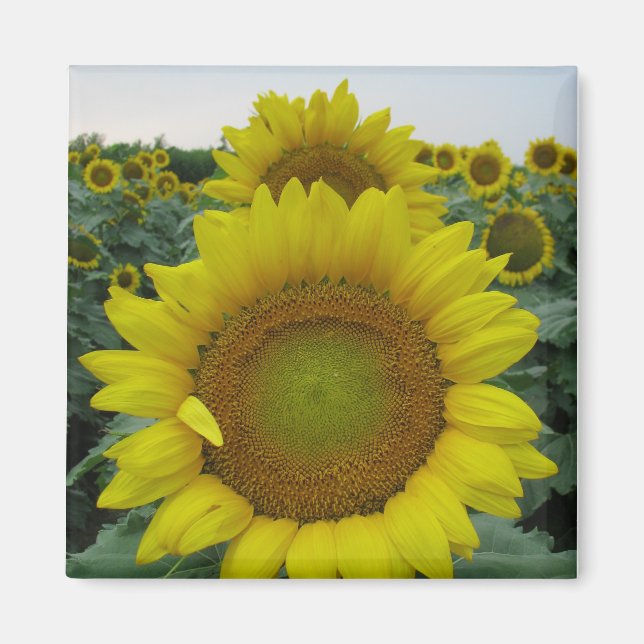 Sunflower Series Magnet (Front)