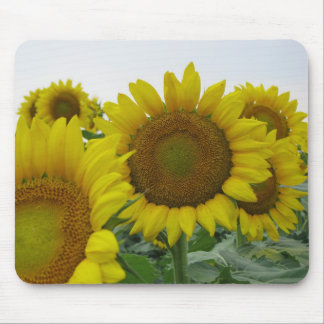 Sunflower series mouse mat