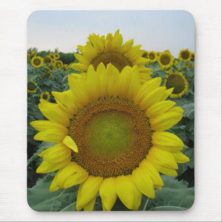 Sunflower Series Mouse Mat