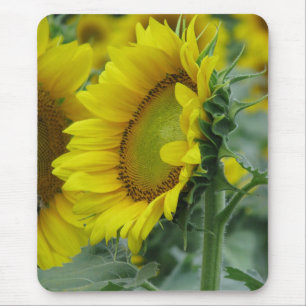 Sunflower Series Mouse Mat