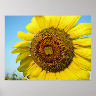 Sunflower series poster