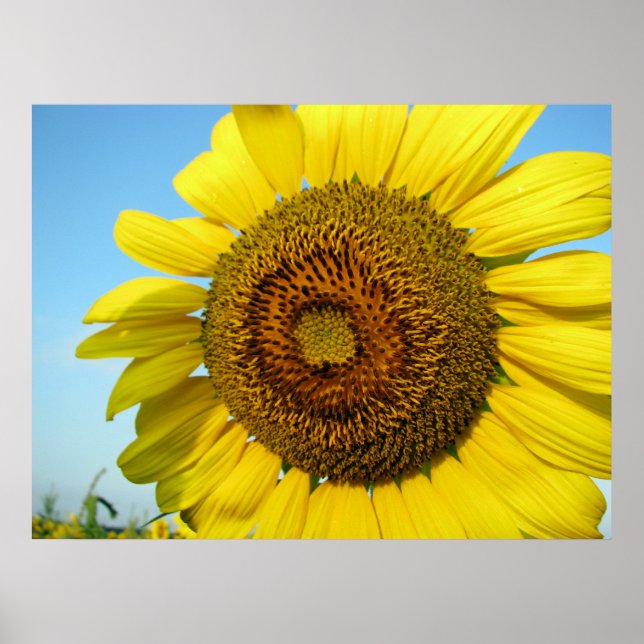 Sunflower series poster (Front)