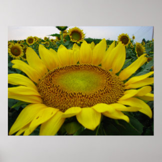 Sunflower Series Poster