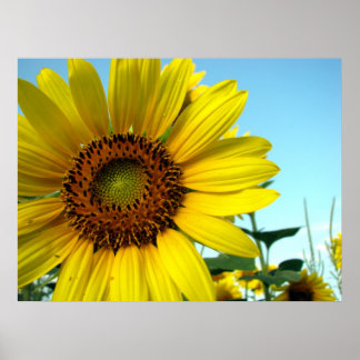 Sunflower series poster