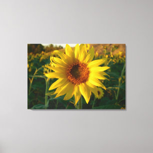 Sunflower Series Wrapped Canvas Print
