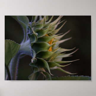 Sunflower Side Poster