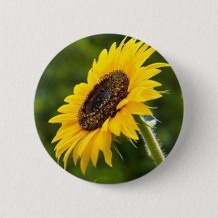 Sunflower Sideshot 6 Cm Round Badge