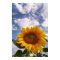 Sunflower Sky