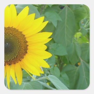 Sunflower Square Sticker