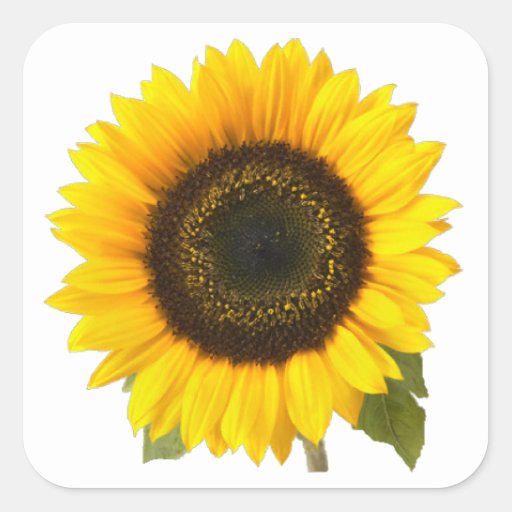 Sunflower Square Sticker