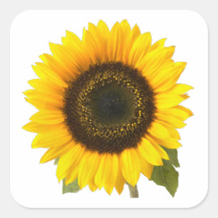 Sunflower Square Sticker