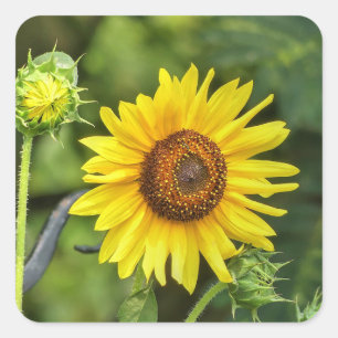 Sunflower Square Sticker