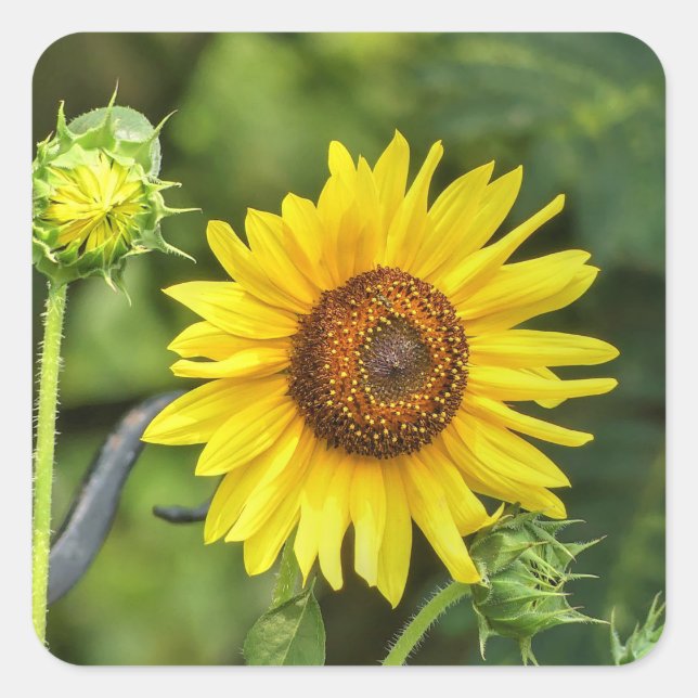 Sunflower Square Sticker (Front)
