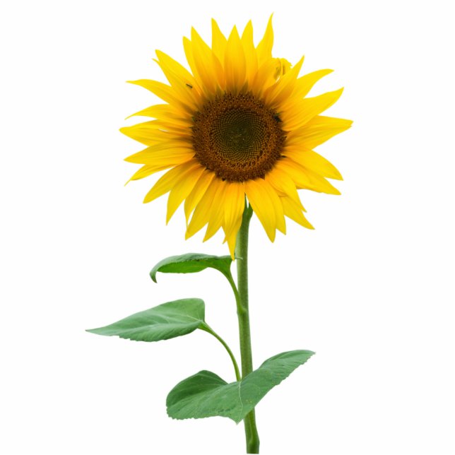 Sunflower Standing Photo Sculpture (Front)