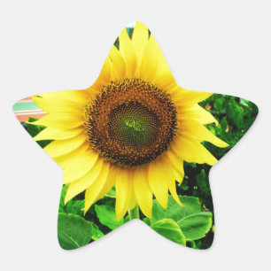 Sunflower Star Sticker