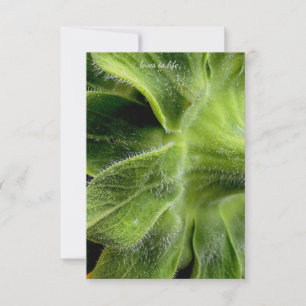 Sunflower Stem Hairs Up-close Card