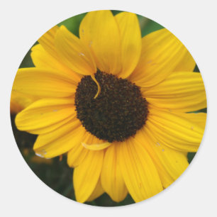 Sunflower Sticker