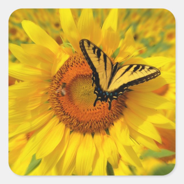 Sunflower sticker, Butterfly stickers (Front)