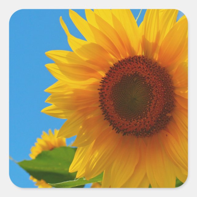 Sunflower Stickers (Front)