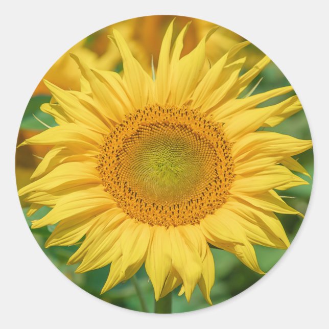Sunflower stickers (Front)