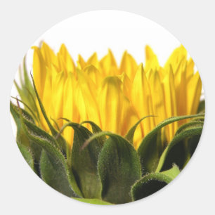 Sunflower Stickers