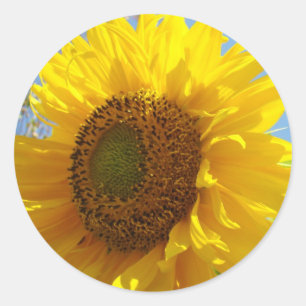 Sunflower stickers Yellow Sun Flowers seals