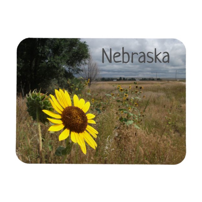Sunflower, Stormy Sky, Western Nebraska Landscape Magnet (Horizontal)