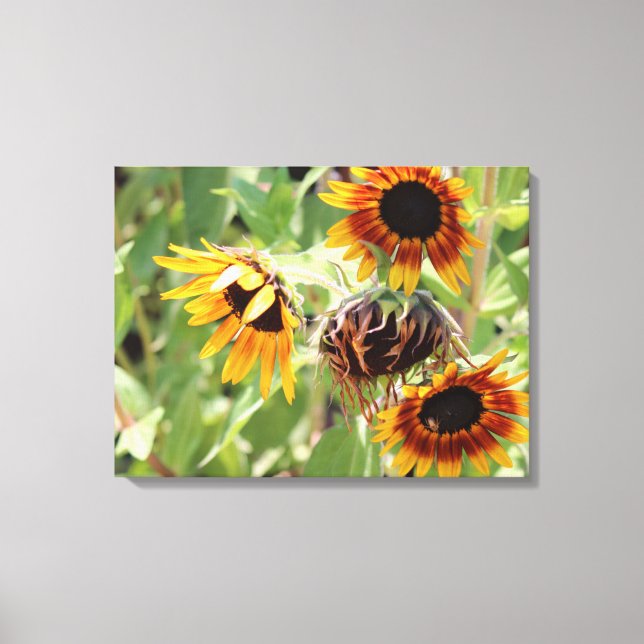 Sunflower Stretched Canvas Print (Front)