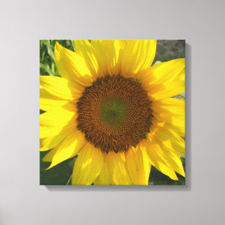 Sunflower Stretched Canvas Print