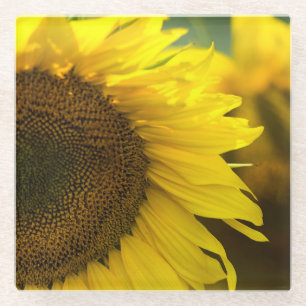 Sunflower Summer Feel Glass Coaster