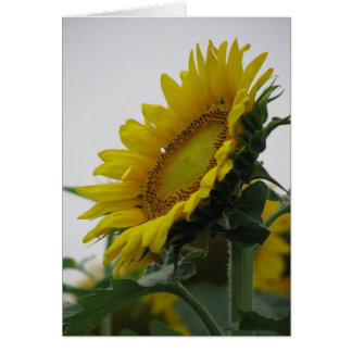 Sunflower Summer Series