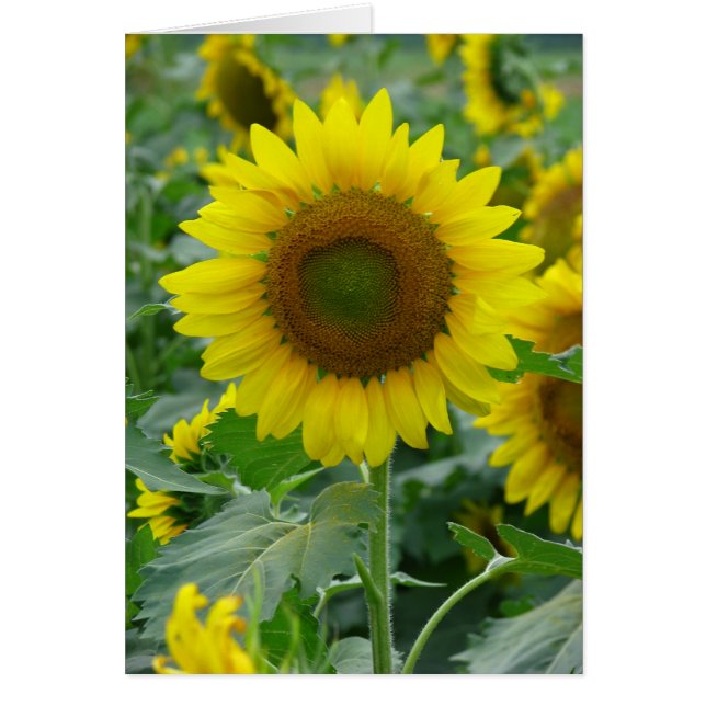 Sunflower Summer Series (Front)