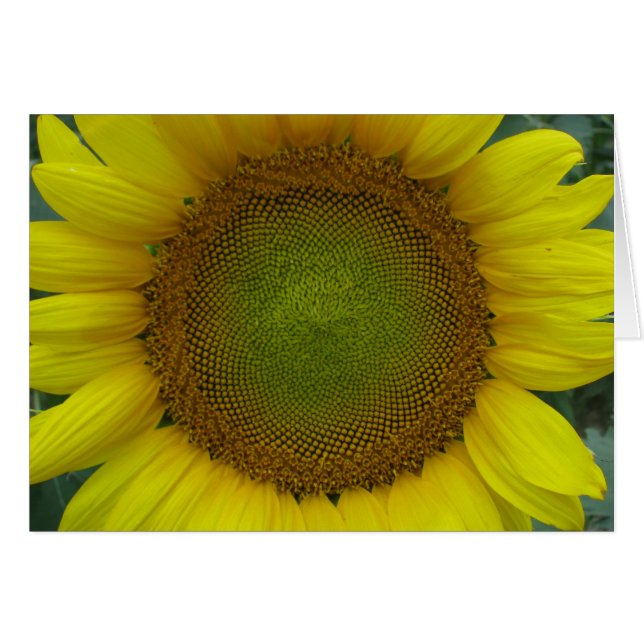 Sunflower Summer Series (Front Horizontal)