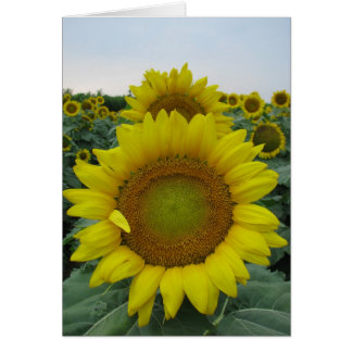 Sunflower Summer Series