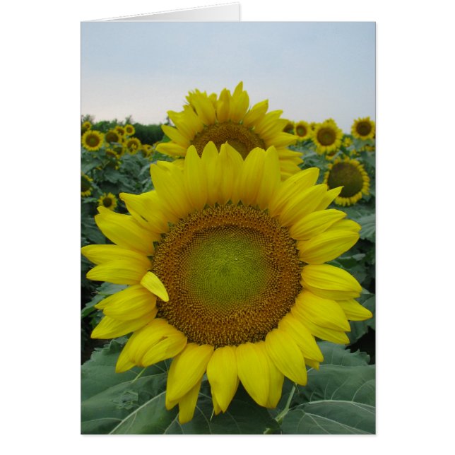 Sunflower Summer Series (Front)