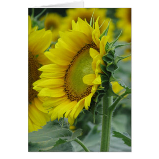 Sunflower Summer Series